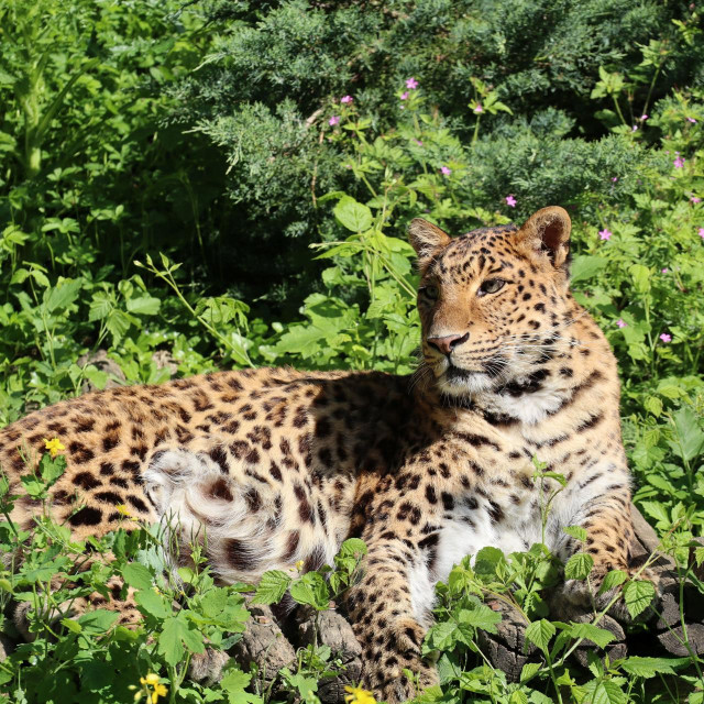 Kineski leopard