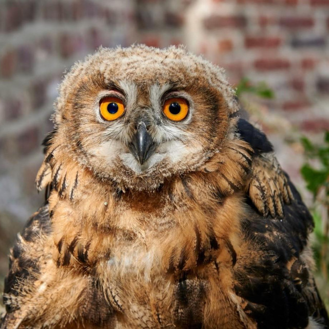 Bubo bubo, ilustrativna fotografija