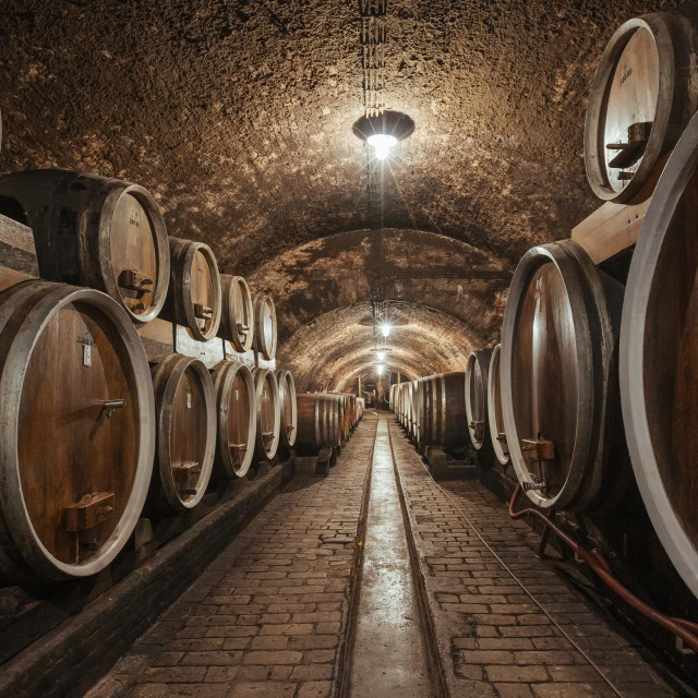 Prekretnica za Iločke podrume: novi vlasnici i investiranje u vinograde