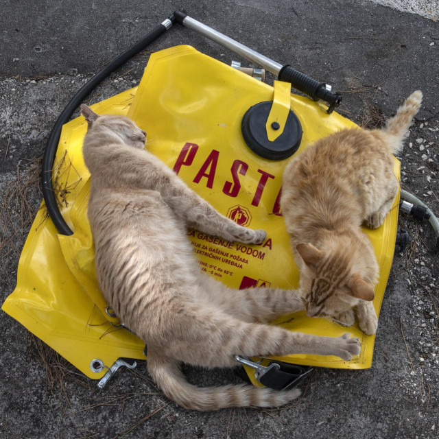 Ilustrativna fotografija