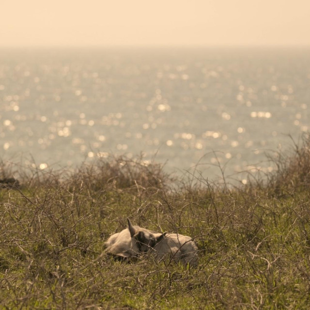 scena iz filma ”Koze”