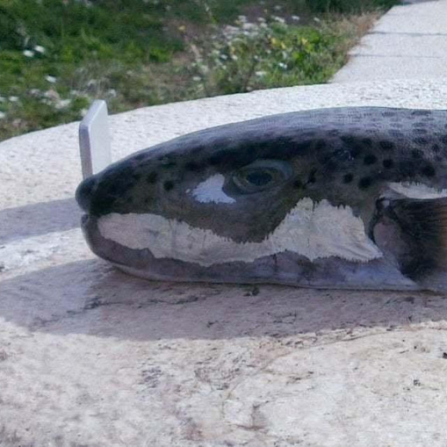 Srebrenopruga napuhača