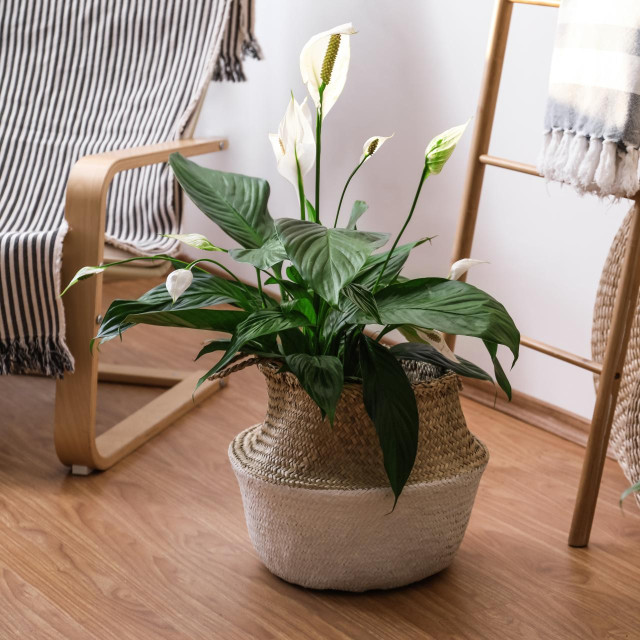 Beautiful potted plants in stylish room interior. Design elements