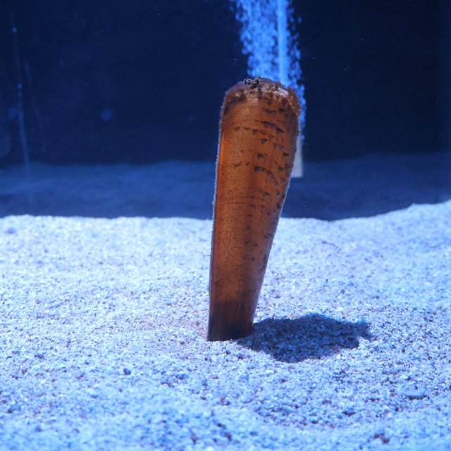 Periska Morana
 