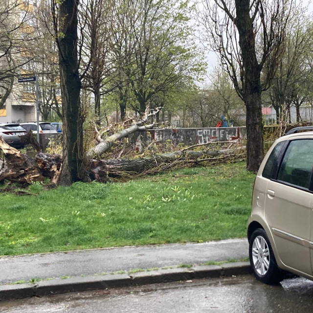 Srušeno stablo na Šetnici Ranka Marinkovića