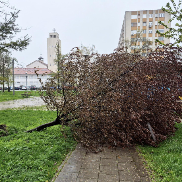 Stablo na Knežiji koje je srušio snažni vjetar, ilustrativna fotografija
