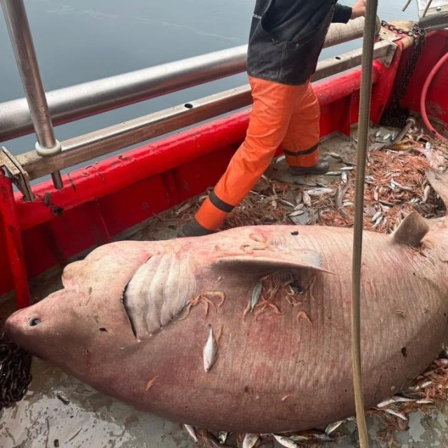 Glavonja (Hexanchus griseus) ulovljen u Bračkom kanalu
