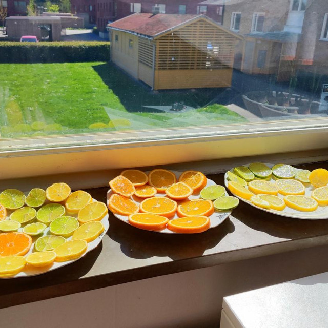 Kore limuna i naranče sadrže ulja koja odbijaju muhe