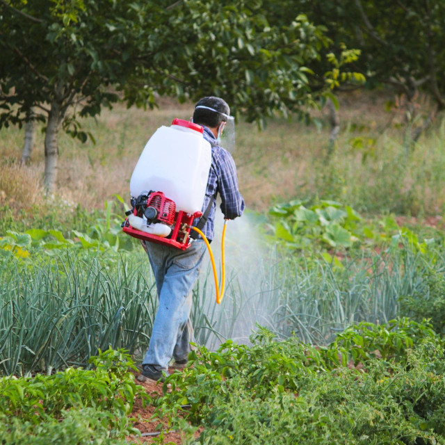 elderly farmer man spraying vegetable garden or plantation manual pesticide sprayer against insects in spring garden
