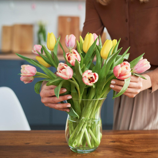 Tulipani