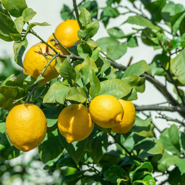 Otkrijte ključne savjete za njegu citrusa upravo u ovom mjesecu