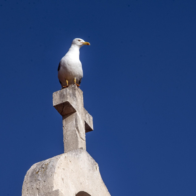 Galeb, ilustrativna fotografija