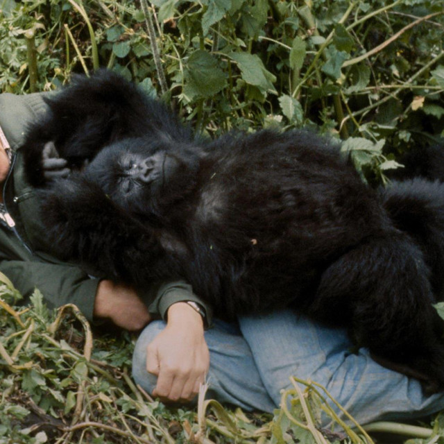 Ikonična fotografija snimljena 9. siječnja 1978. na planini Virunga u Ruandi. Mladunče gorile Pablo opušteno se izvalilo na  Attenborougha dok je snimao dokumentarac ”Život na našem planetu”