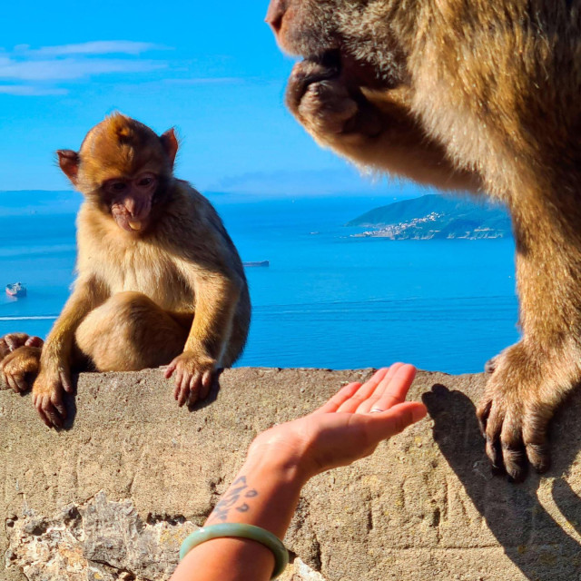 Berberski makakiji na Gibraltarskoj stijeni