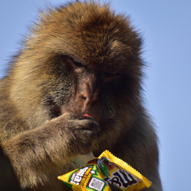 Berberski makakiji, porijeklom iz Sjeverne Afrike, vjerojatno su stigli u Gibraltar tijekom srednjovjekovne maurske vladavine. Kasnije su postali simbol britanske kontrole, prema legendi da su pomogli upozoriti vojnike na iznenadni napad u 18. stoljeću