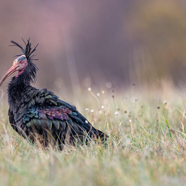 Ćelavi ibis, ilustrativna fotografija