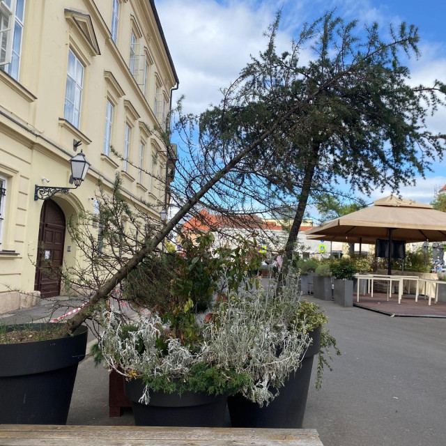 Prevrnuto zimzeleno stablo u Staroj Vlaškoj