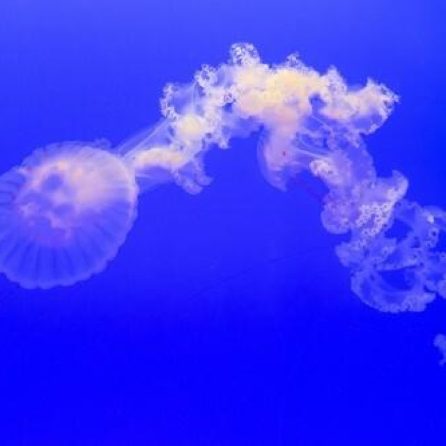 Kompas meduza