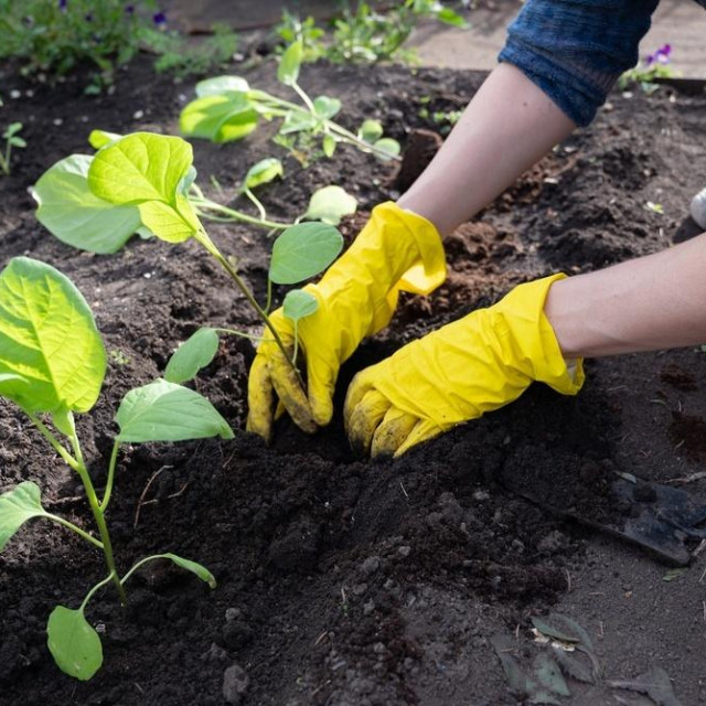 Jedna od najvažnijih karakteristika tla je njegova pH vrijednost, koja nam govori je li tlo kiselo, neutralno ili alkalno