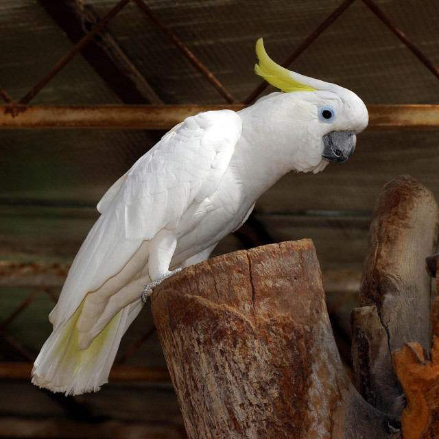 Koki
 