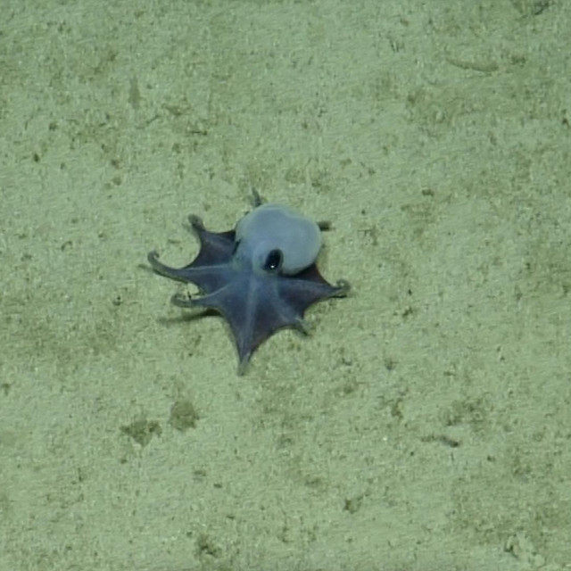 Microeledone galapagensis