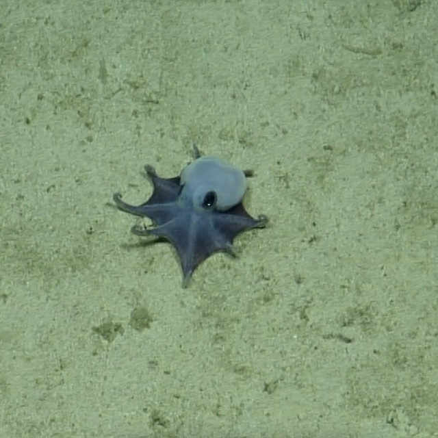 Microeledone galapagensis