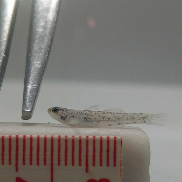 Pseudogobius youtabae