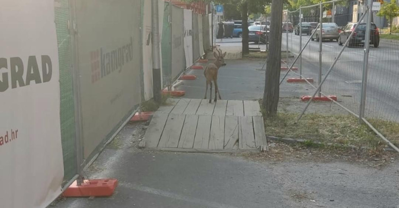 Zoološki zatrpan pozivima, svi prijavljuju da su ih vidjeli: ‘Ne približavajte im se, ponesite trubu‘