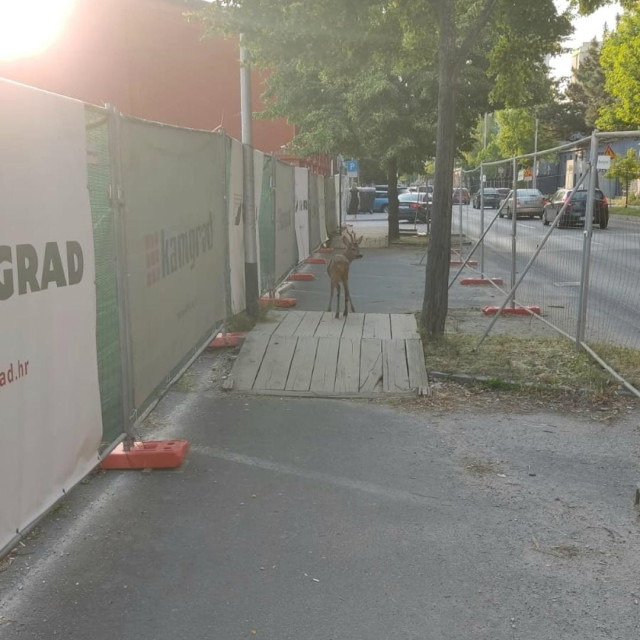 Srne i lanad u proljeće često zalutaju na ulice i livade u Zagrebu