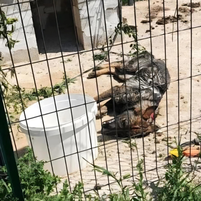 Uvjeti u kojima je živjela kujica iz Bala