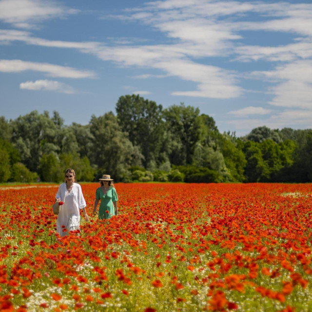 Polje makova na Križnici