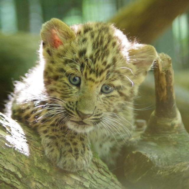 U Zoološkom vrtu Grada Zagreba na svijet su došla dva mladunca kineskih leoparda