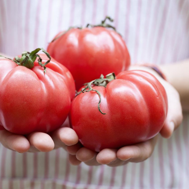 Čuvanje rajčica na pravom mjestu može produžiti njihov vijek trajanja