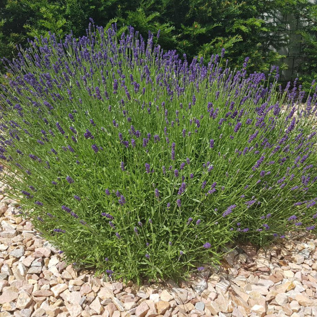 Trik s oblutcima drži cvjetnjake raskošnima cijelo ljeto i pod najjačim suncem