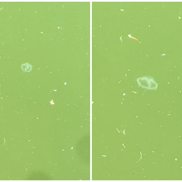 Snimka meduze u zagrebačkom jezeru