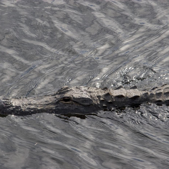 Aligator, ilustrativna fotografija