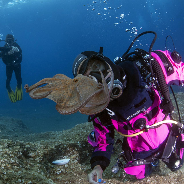 Susret s hobotnicom u blizini olupine broda Teti