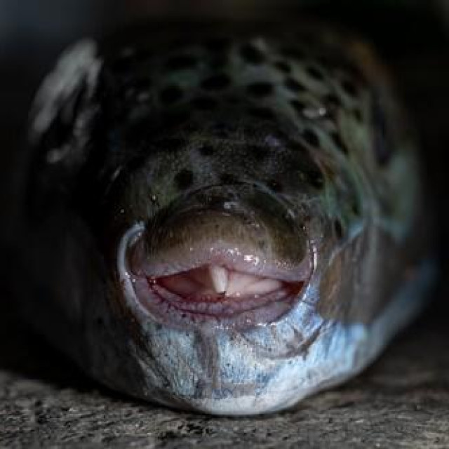 Srebrnopruga napuhača, ilustrativna fotografija