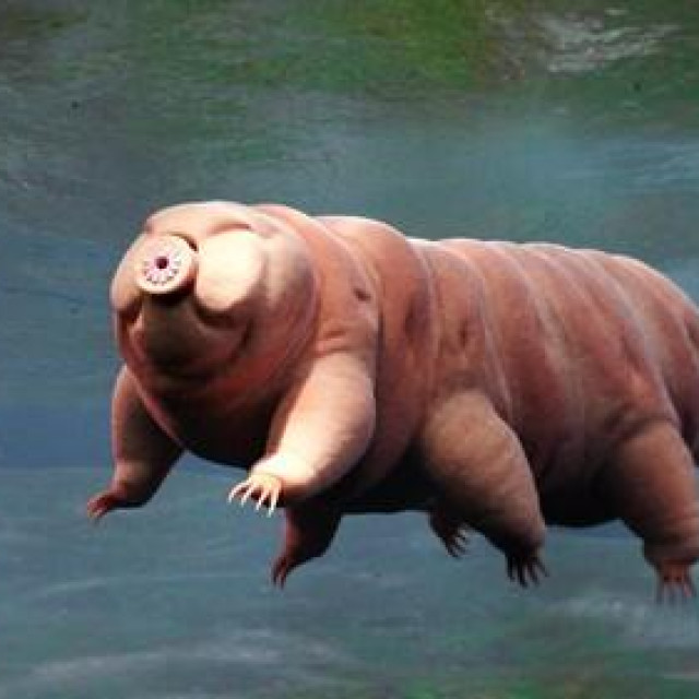Ilustrativna fotografija tardigrade