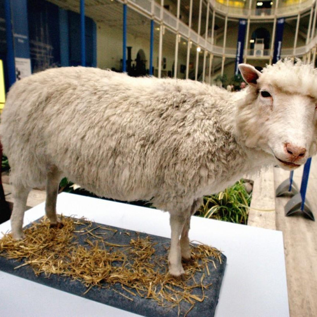 Ovca Dolly 