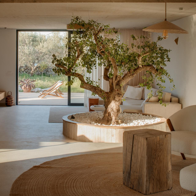 Olive House