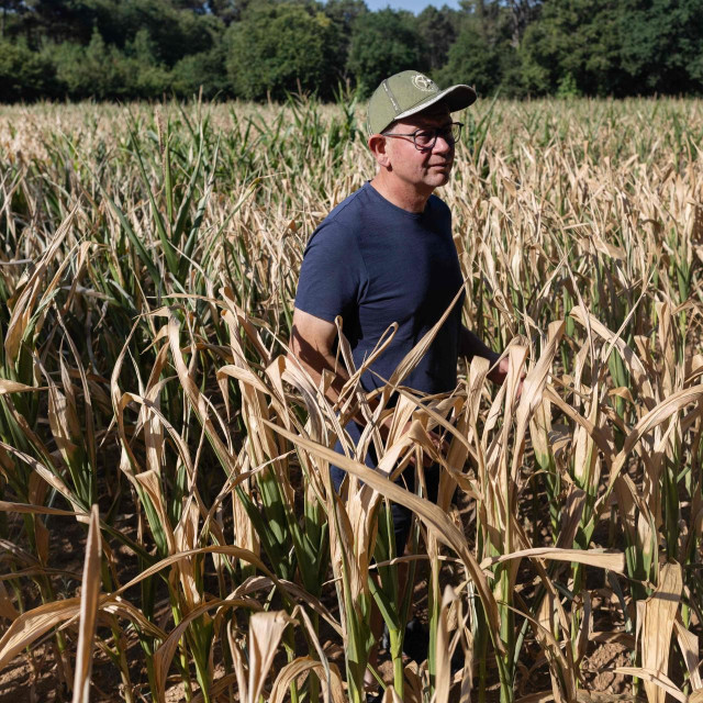 Francuski farmer Dominique Balac stoji usred svojeg polja osušenih usjeva kukuruza u Saint-Dolaysu