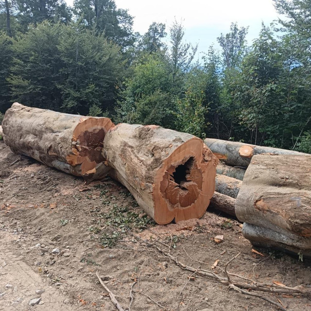 Sanitarna sječa na Medvednici