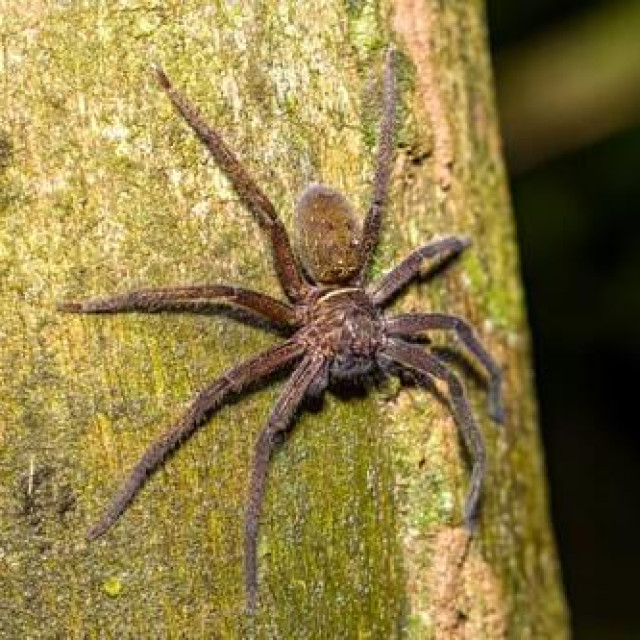 Heteropoda jugulans