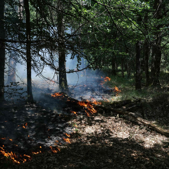 Požar u šumi Fontainebleau