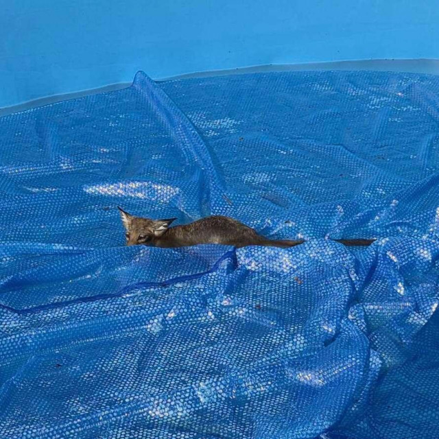 Lisca zarobljenog na navlaci za bazen pronašli su vlasnici kuće
