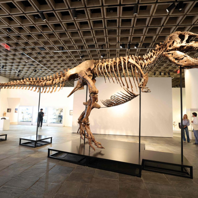”Gus”, Tyrannosaurus Rex