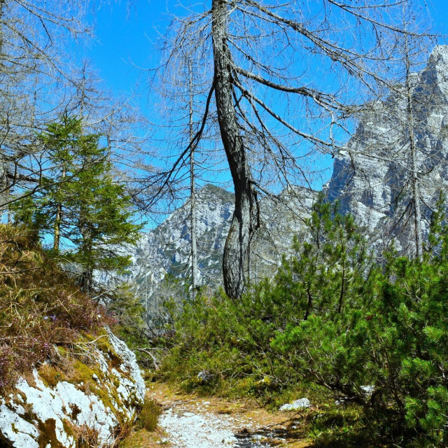Iustracija