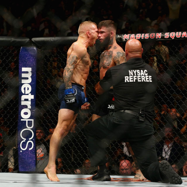 TJ Dillashaw i Cody Garbrandt 