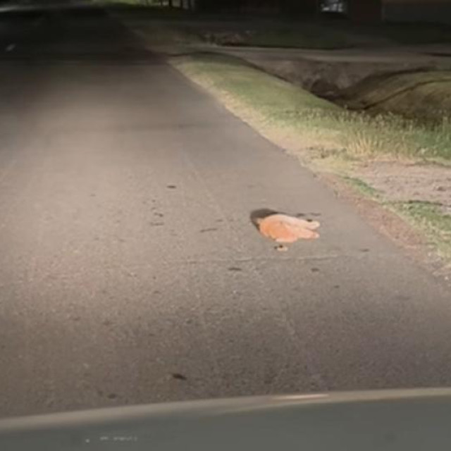Teško ozlijeđena maca na cesti